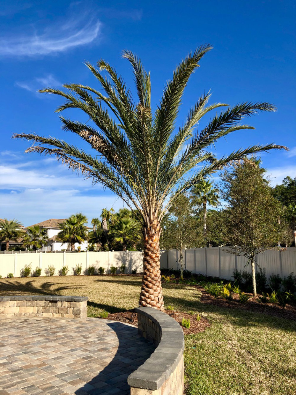 Palm Tree in Nocatee, Ponte Vedra, FL